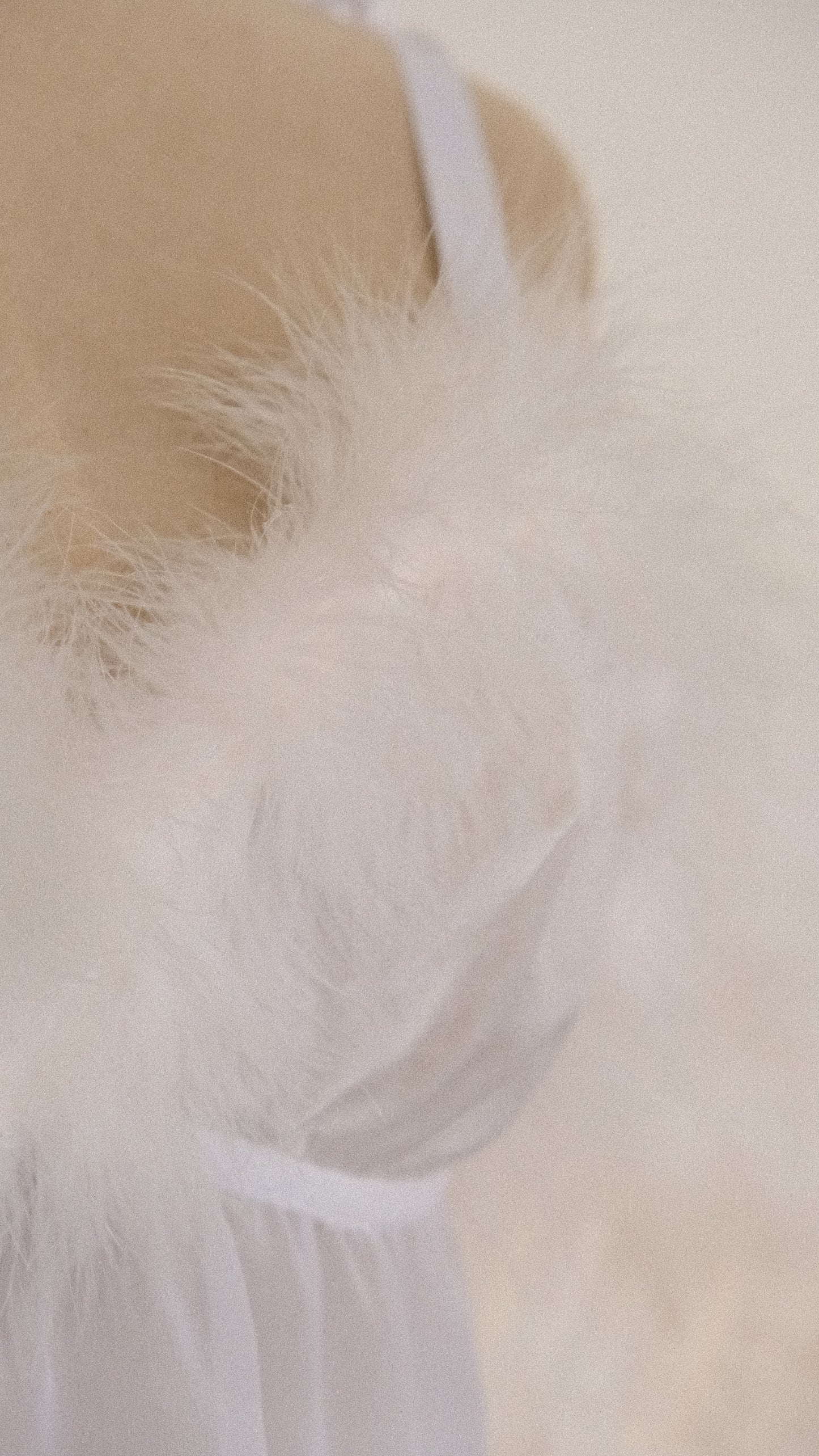 Angelic French mesh babydoll (S)