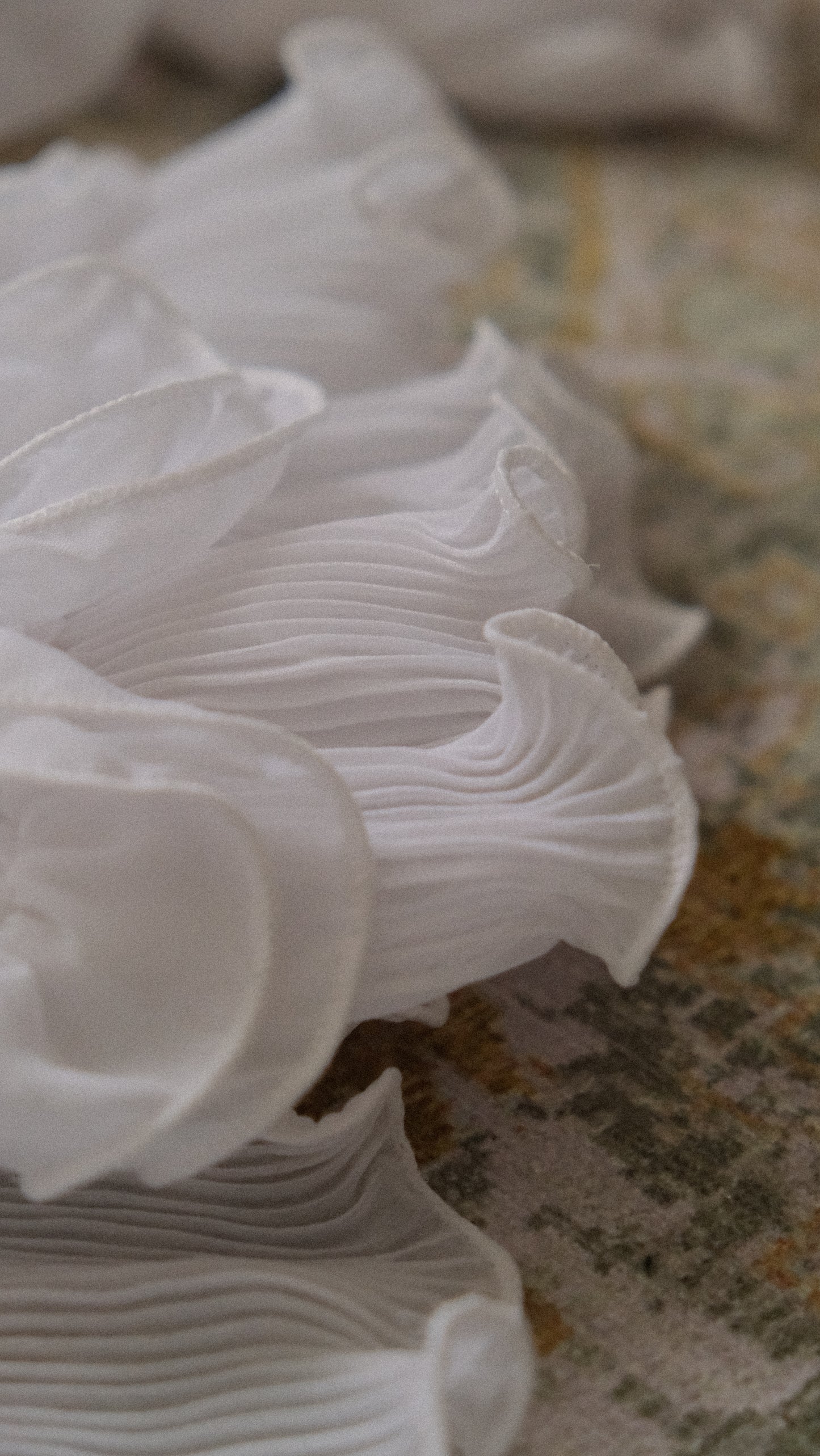 Fairycore Ruffle blouse (M)