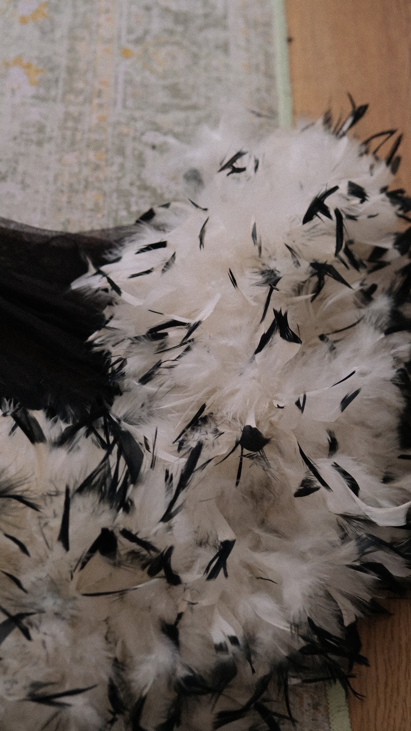 Sheer Feather French babydoll (L)